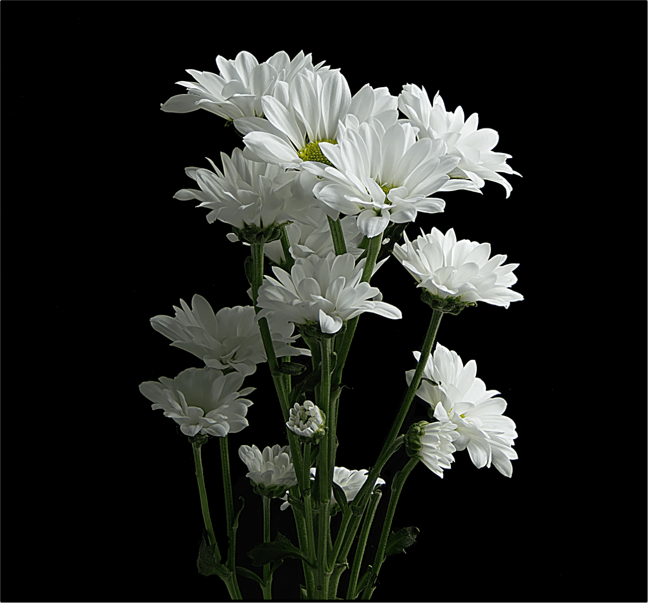 Floristerias